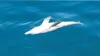 Santos pleads guilty over Varanus Island dead dolphin oil spill