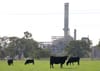 Cattle grazing near Alcoa's Wagerup alumina refinery in WA. 